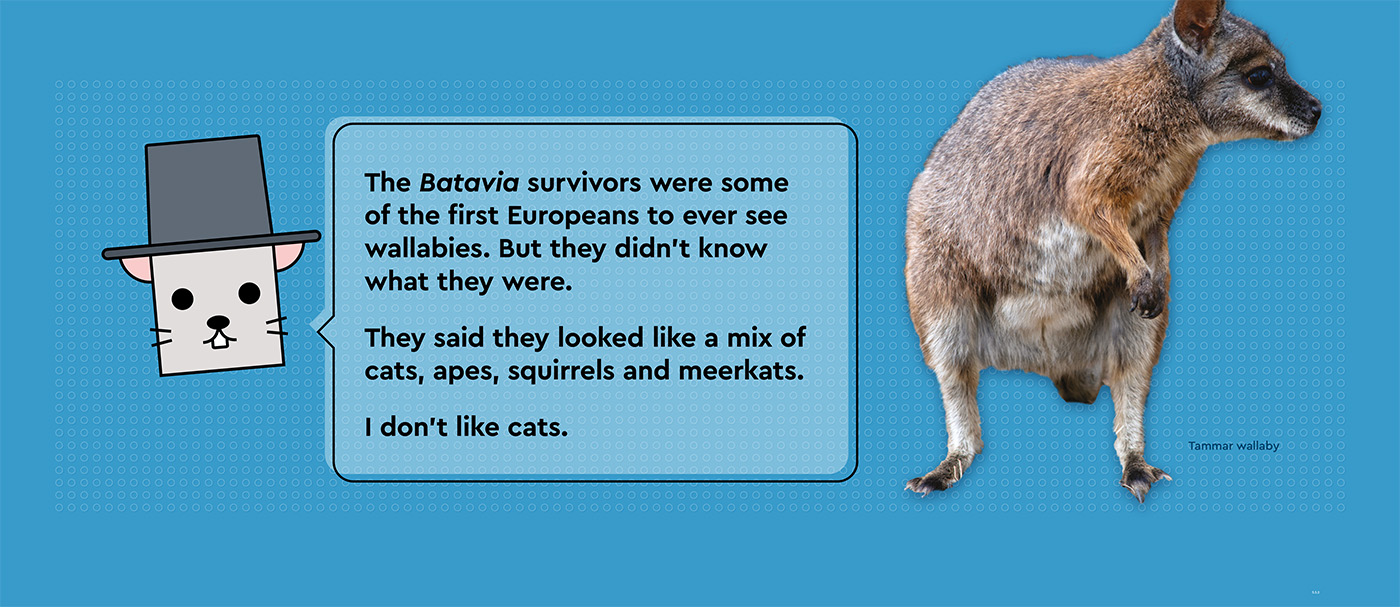 wallabies from pdf.jpg