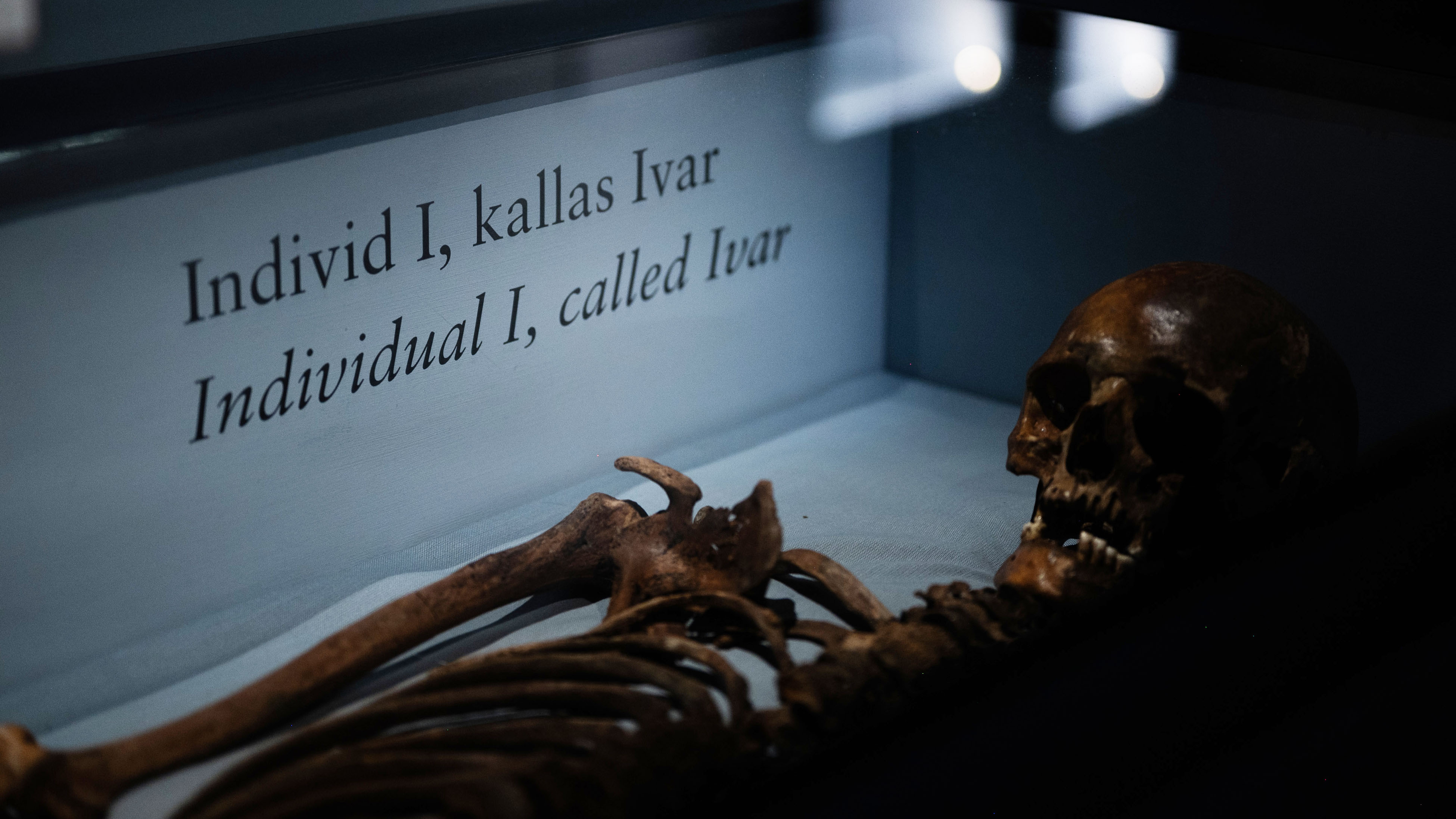 Bruntonat skelett med kranium ligger i en blå behållare. Texten "Indvid I, kallas Ivar" syns på sidan. 