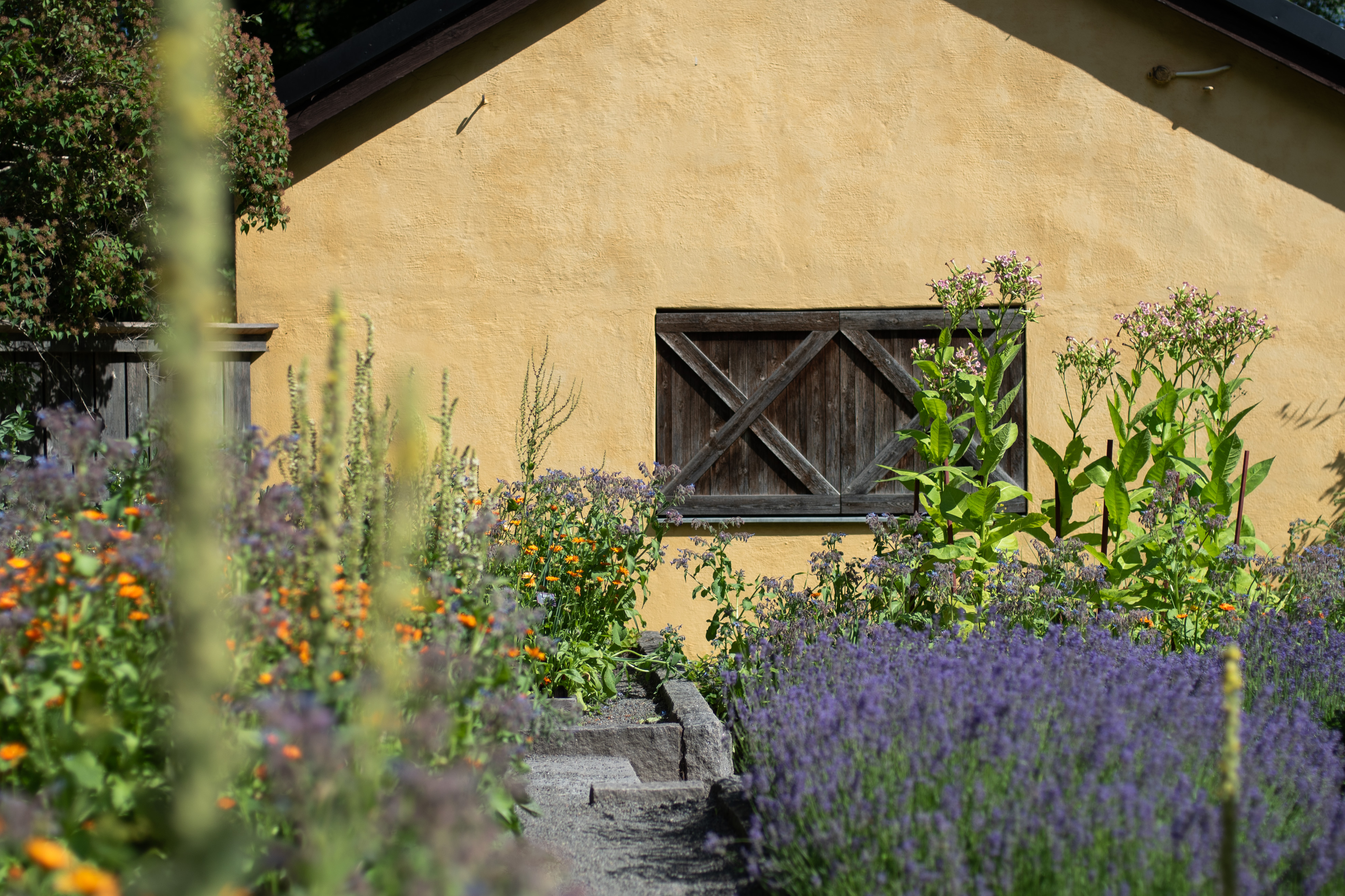 Gult hus med blom-land framför. 