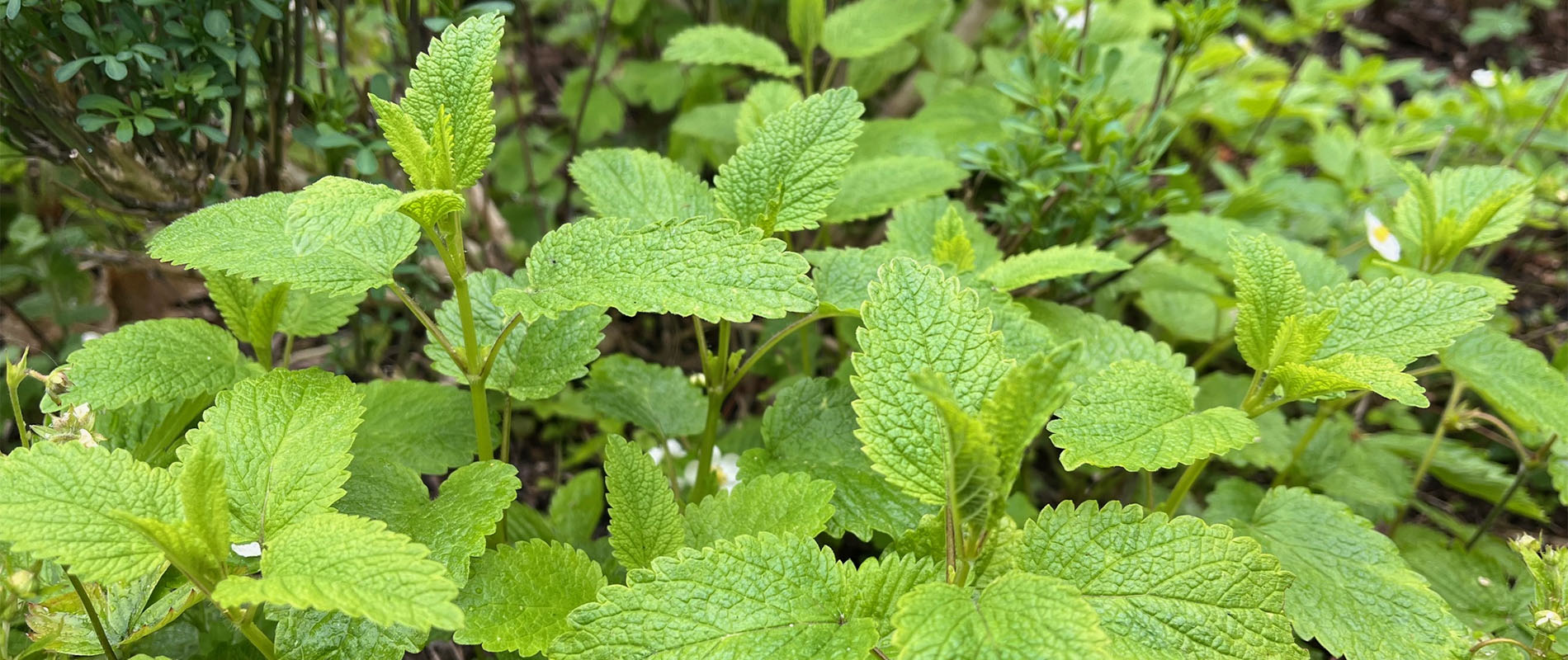 Gröna citronmelissplantor i närbild.